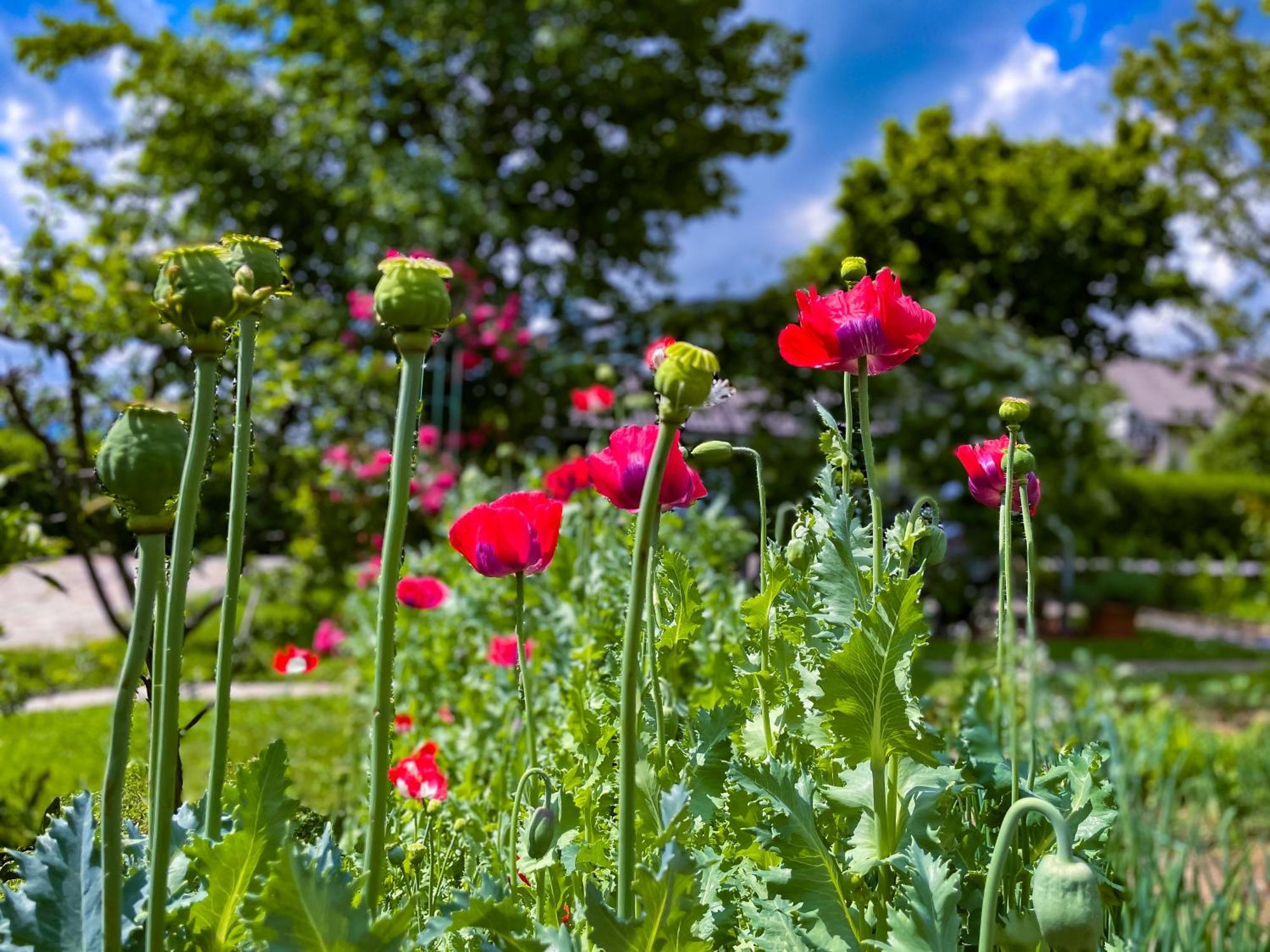 Green Oasis Garden Sencur Luaran gambar